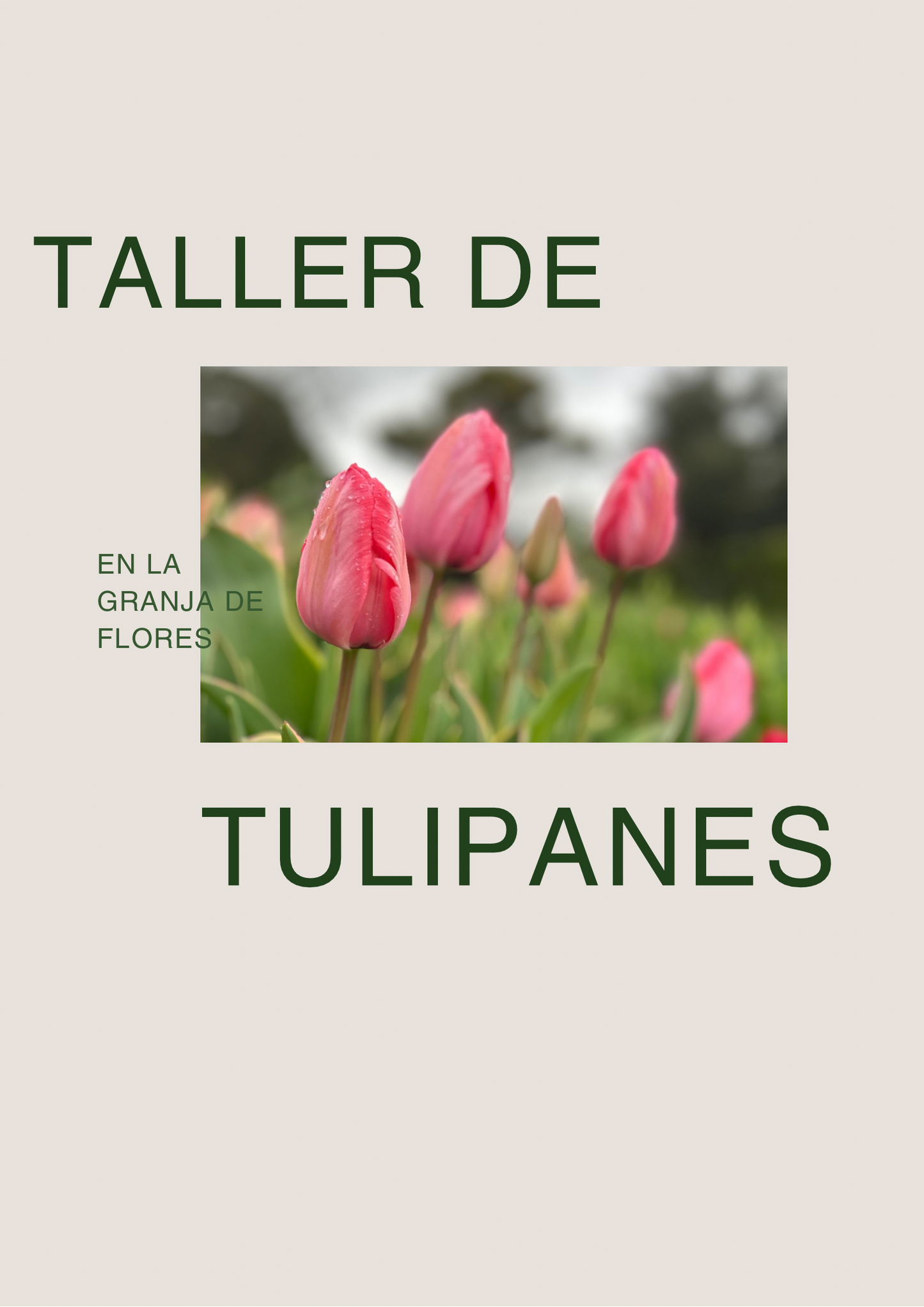 Taller de Tulipanes